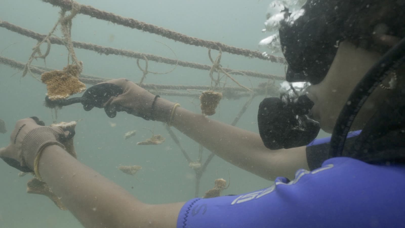 A diver carrying out coral fieldwork during Granito de Arena